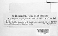 Linosporopsis magnagutiana image